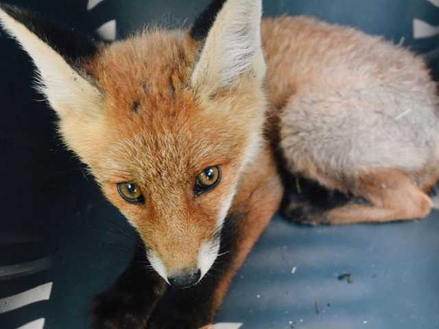 В Днепре на детской площадке убивали лисят