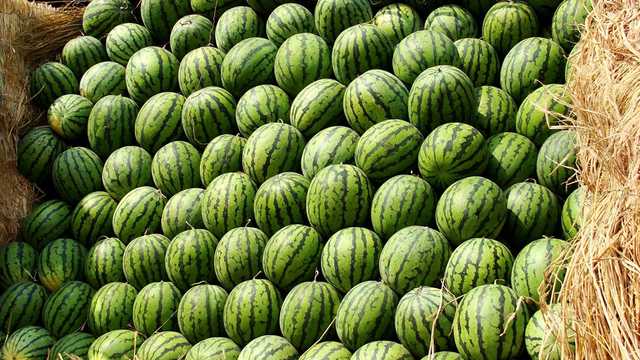 Херсонські кавуни почали постачати до Польщі