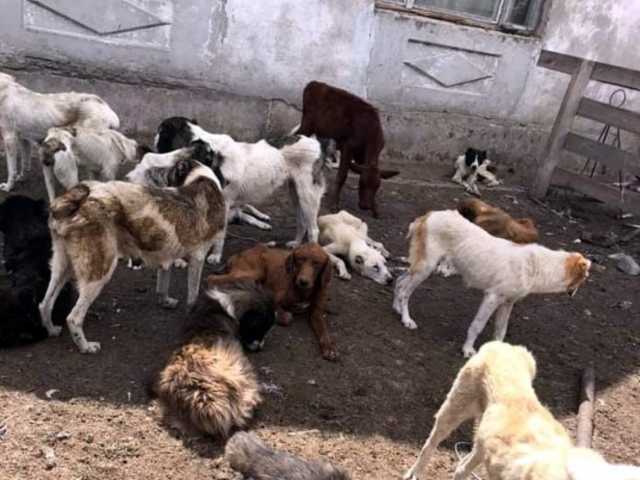 В результате поисков убитой Даши Лукьяненко под Одессой обнаружили «ферму» живодера