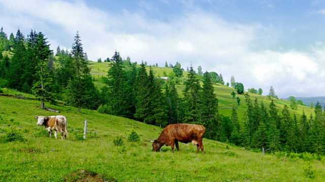 На Закарпатье сельский глава “отжал” у государства более двух гектаров земли