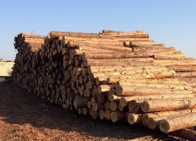 Зеленский поручил создать систему учета в лесхозах