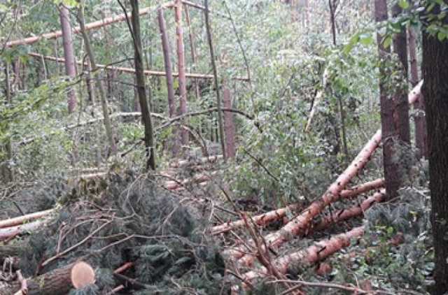На Черниговщине ураган уничтожил 160 гектаров леса