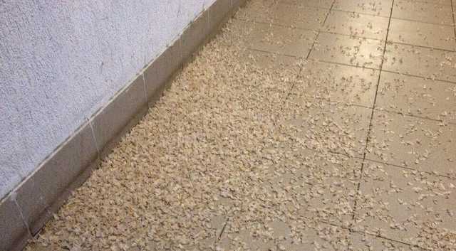 Россию настигло пугающее нашествие