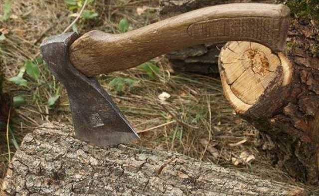 Закарпатські мафіозі виграли в Зеленського?