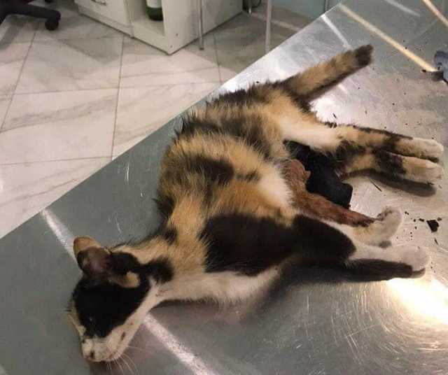 Начались роды после ДТП: в Мариуполе полицейские стали "кошачьими крестными" и восхитили украинцев