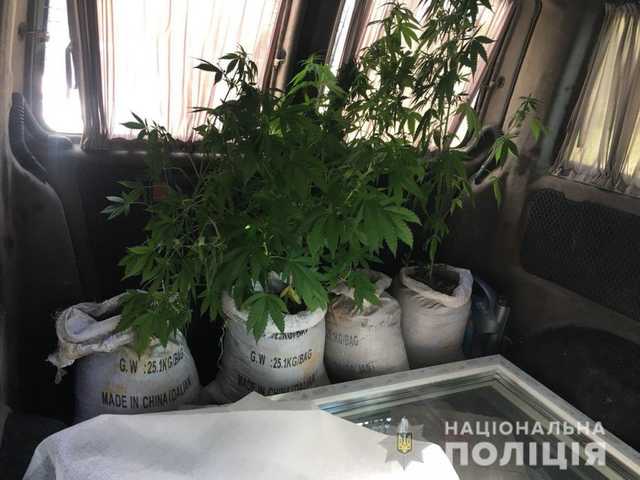 В Виннице в машине нарушителя нашли мешки с высаженной коноплей