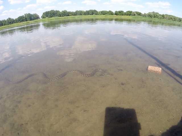 В Кирилловке в воде плавал огромный удав – СМИ