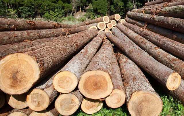 На Закарпатье чиновника государственного лесхоза уличили в нелегальном сбыте древесины