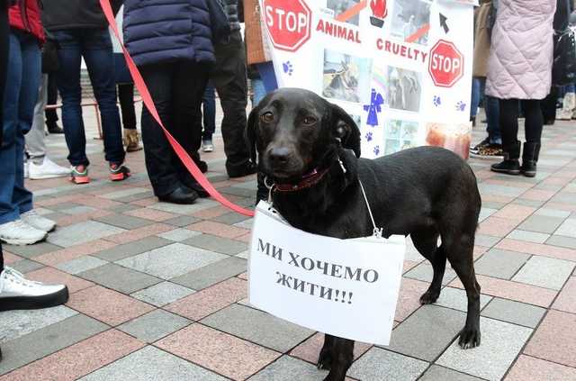 В Луганській області судитимуть за вбивство тварини