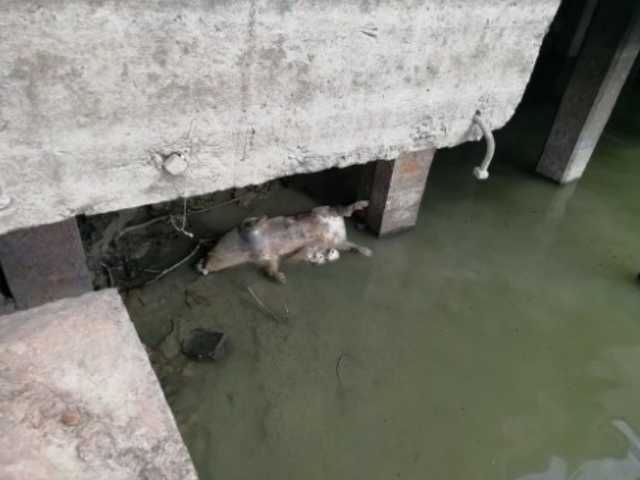 В реке под Одессой нашли зараженные чумой тушки румынских свиней