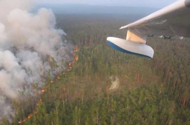 Пылающая Сибирь: в Greenpeace отрицают слова российского губернатора
