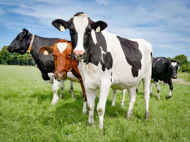 На Николаевщине обнаружен очаг бешенства коров