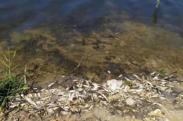 Вонь и мертвая рыба: оккупанты довели Донецк до экокатастрофы