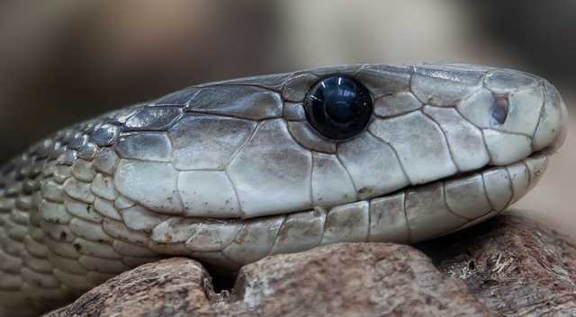 На Львівщині за день четверо людей потрапили до лікарні через зміїні укуси