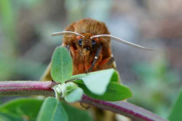 В Чернобыльской зоне зафиксировали ядовитую "медведицу с крыльями"