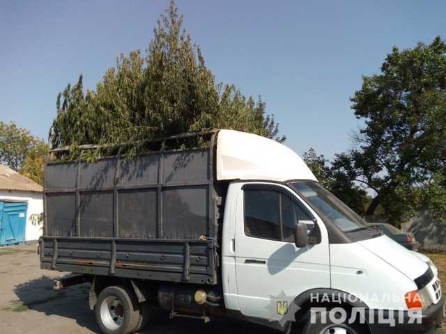 На Херсонщине выращивали трехметровую коноплю среди подсолнухов