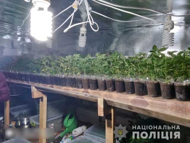 На Черниговщине разоблачили владельца теплицы с коноплей и галлюциногенными грибами