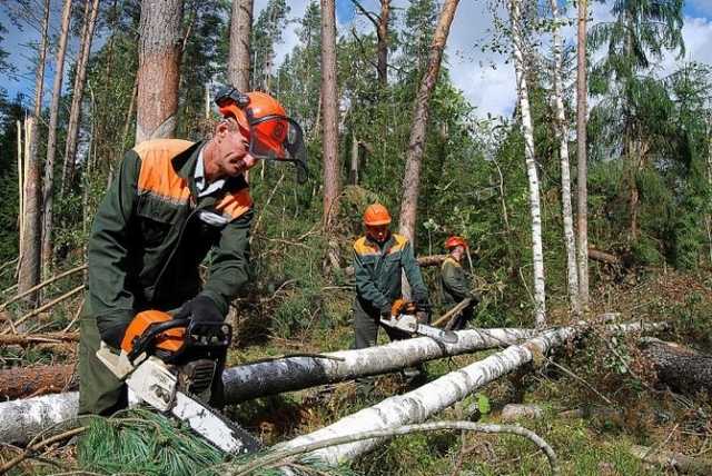 В Луганской области Нацполиция «крышует» «чёрных» лесорубов — ОГА