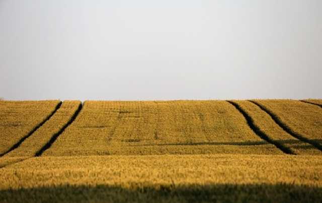 Кабмин показал текст законопроекта об открытом рынке земли: главные положения и документ