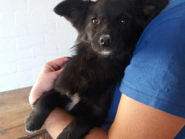 Житель Кременчуга стрелял в щенков: у собак изранены лапы