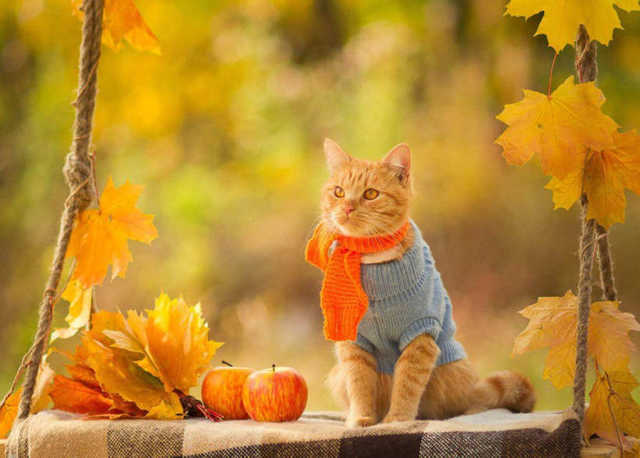 В Украину пришло бабье лето