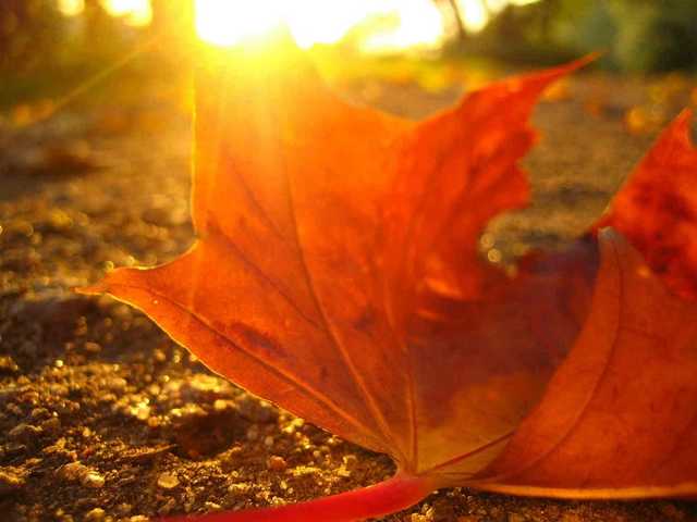 В Украине бабье лето: прогноз погоды на выходные