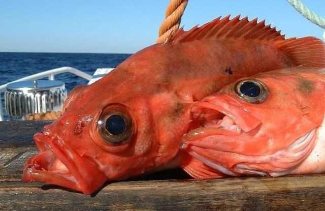 Украина получила квоты на вылов рыбы в Атлантике