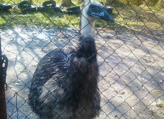 В Запорожье отстреливали агрессивных страусов, напавших на кошачий приют