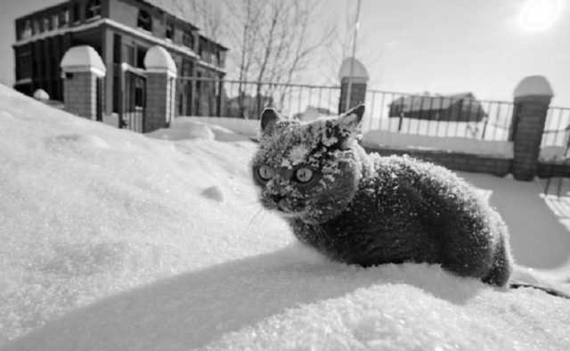 В Украине прогнозируют самую холодную зиму за последние 30 лет