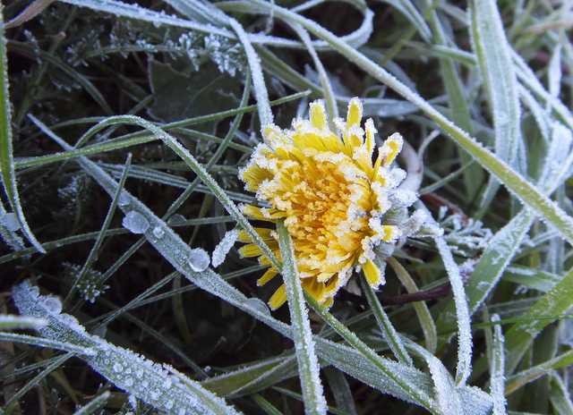 Синоптики рассказали, когда в Украину вернутся заморозки