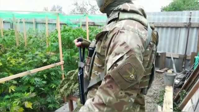 У “наркоагрономів” у Запорізькій області вилучили канабісу на 1,3 мільйона гривень