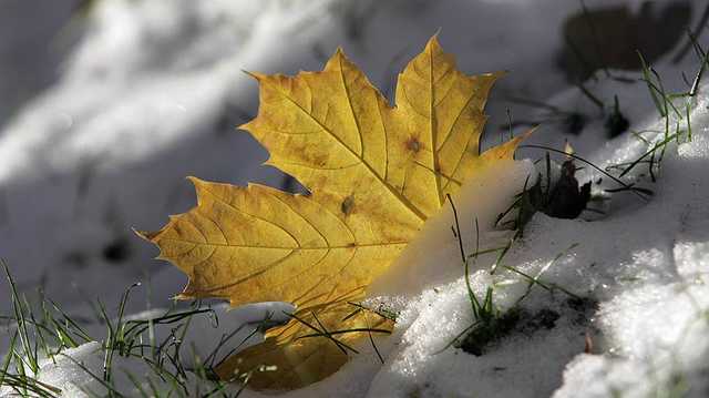 В Киеве выпал первый снег