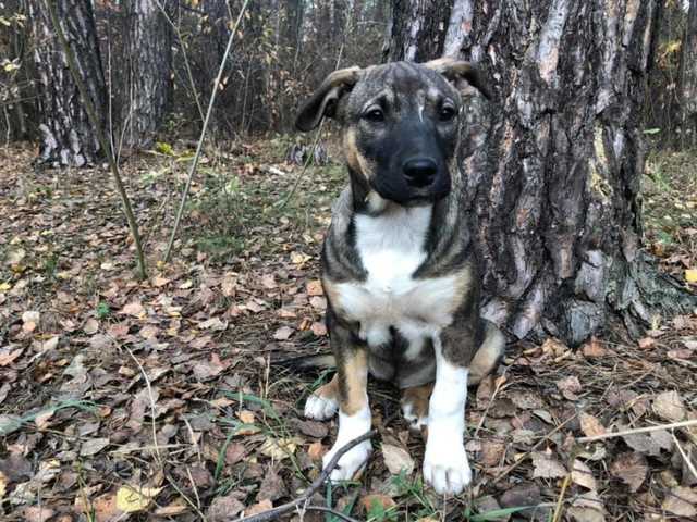В лесу возле Броваров нашли мешок со щенками