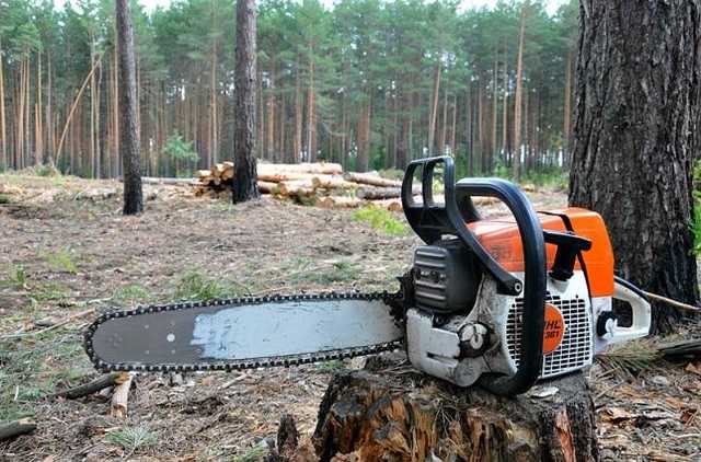 В деле об убийстве Гандзюк фигурируют поджигатели Олешковского леса