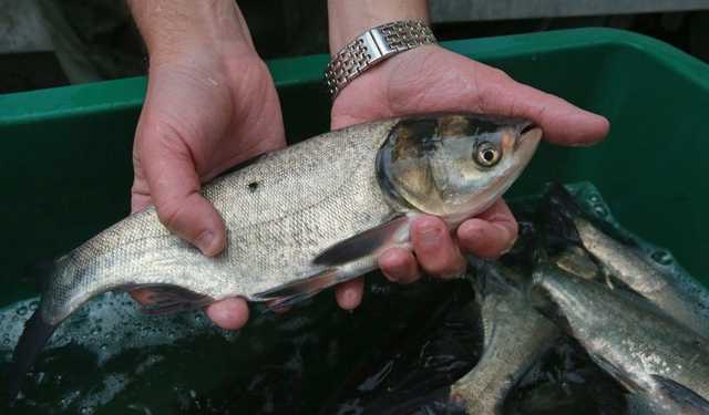 На Херсонщині помітили масовий мор риби у Дніпрі