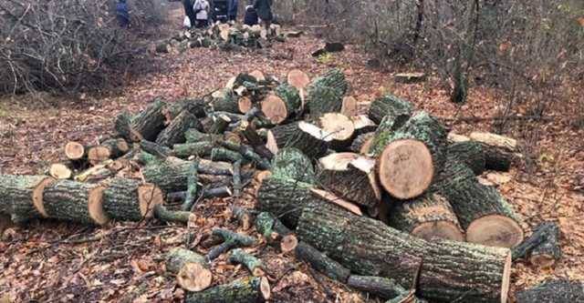 Под Харьковом поймали банду вооруженных "черных лесорубов"