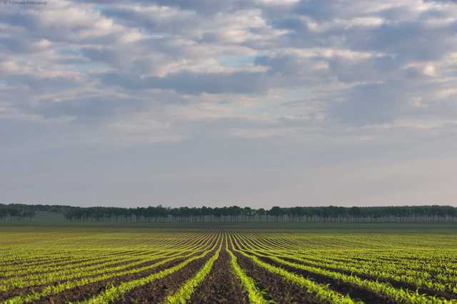 Замминистра экономики сообщил, сколько будет стоить гектар земли после отмены моратория