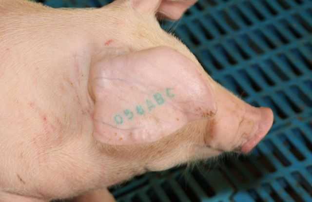 Украинским свиньям начнут набивать татуировки на ухо и бедро