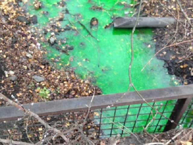 В Киеве позеленела река: названа причина