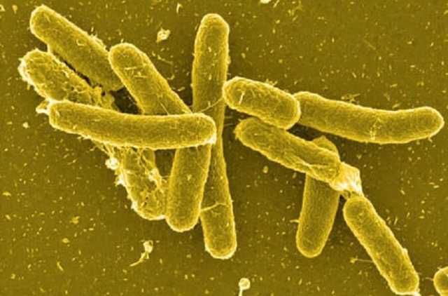 Массовое отравление в Луцке: людям стало плохо после курятины, - СМИ