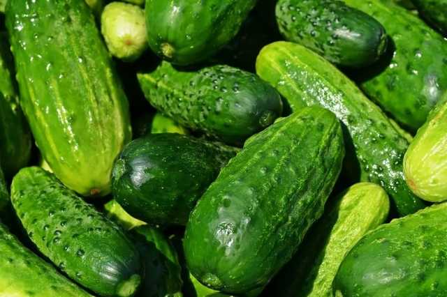 Украинские огурцы стоят вдвое дороже импортных: почему овощ взлетел в цене