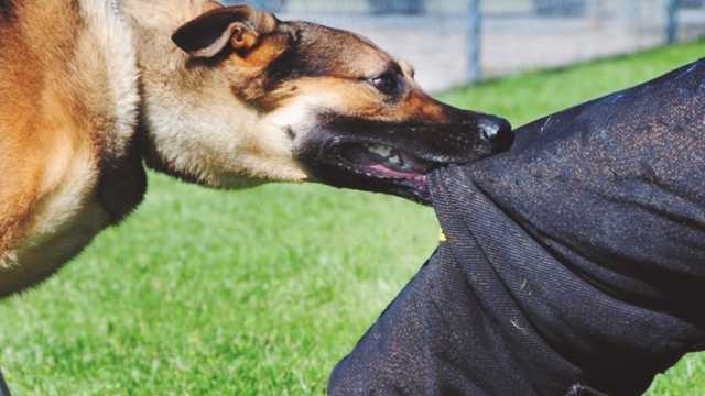 В Киевской области женщина натравила бойцовскую собаку на прохожих