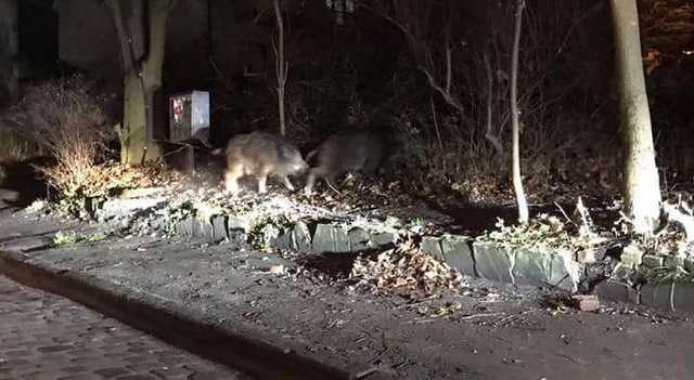 У Львові серед спального району помітили стадо диких кабанів