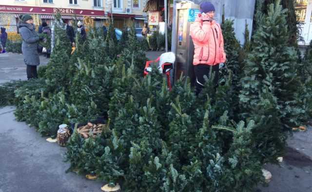 Украинцам озвучили цены на живые и искусственные елки
