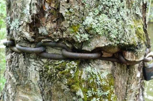Мужчину водили на цепи и приковали к дереву: жители Днепра устроили самосуд