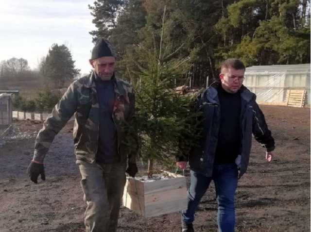 «После праздника наши елочки не выбрасывают, а высаживают»: киевлянин наладил «новогодний» бизнес