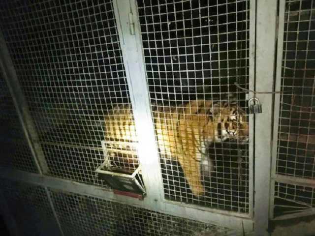 В Киеве обнаружили тигров, брошенных на произвол судьбы