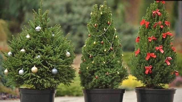 В Днепре пьяные мужчины на авто похитили елки