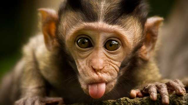 В Германии в новогоднюю ночь дотла сгорело здание зоопарка, все животные погибли