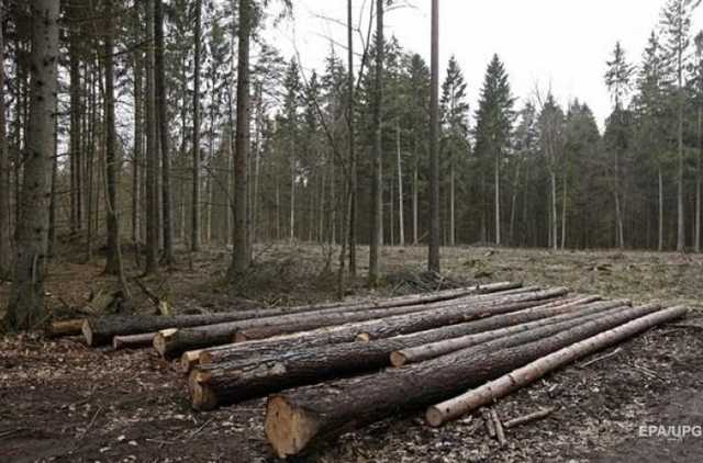 В Кабмине вслед за землей хотят продать и украинский лес